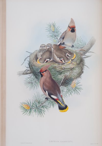 Ampelis Garrulus, plate fra The Birds of Great Britain av John Gould, utgitt 1862-73 (håndfarget lito) av John Gould