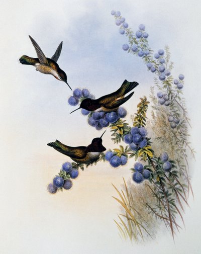 Anna's Hummingbird (Calypte anna), gravering fra Monograph of Trochilidae eller Humming Birds (1849-1861), av John Gould (1804-1881), Storbritannia av John Gould