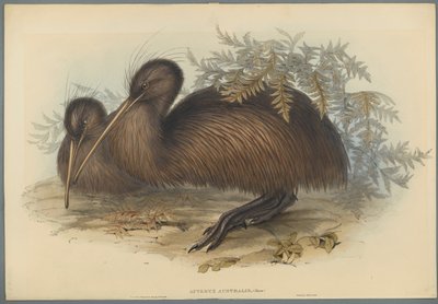 Apteryx Australis (fargelitho på vevd papir) av John Gould
