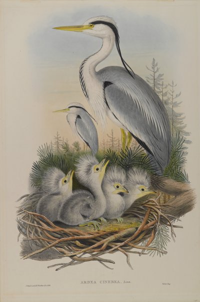 Ardea Cinerea - Hegre av John Gould