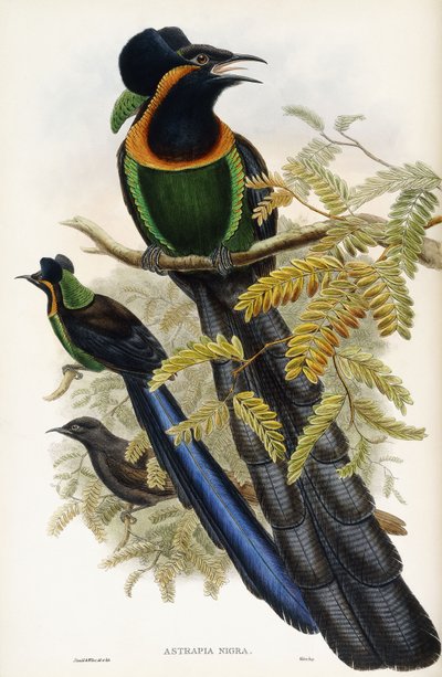 Astrapisk artefakt av John Gould