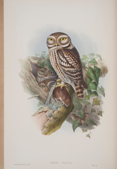Athene Noctua, plate fra The Birds of Great Britain av John Gould, utgitt 1862-73 (håndfarget lito) av John Gould
