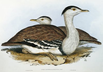 Australsk bustard (Otis australasianus) av John Gould