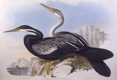 Australsk darter (Anhinga novaehollandiae), Gravering av John Gould av John Gould