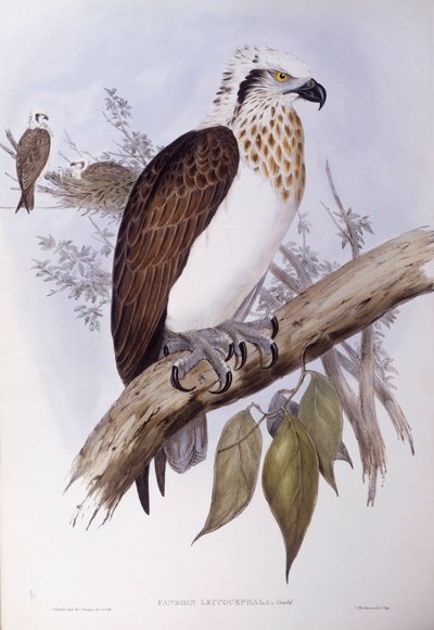 Australsk fiskeørn (Pandion haliaetus cristatus), Gravering av John Gould av John Gould
