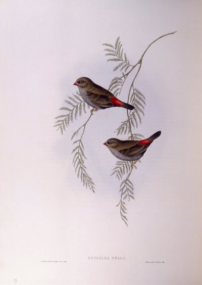 Vakker ildhale (Stagonopleura bella), Gravering av John Gould av John Gould