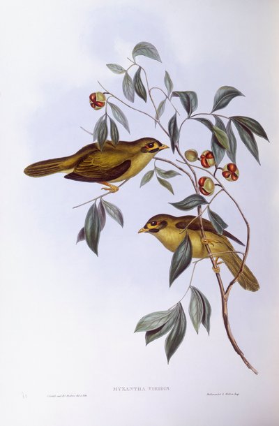 Klokkegruvearbeider (Manorina melanophrys), Gravering av John Gould av John Gould