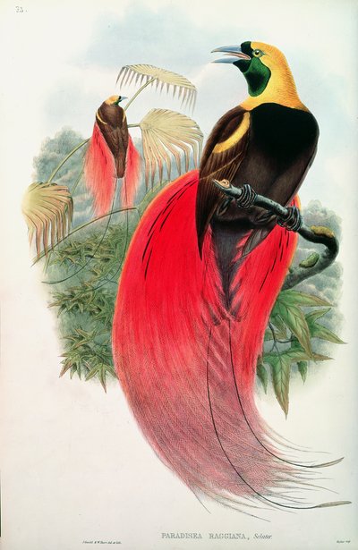 Paradisfugl, gravert av T. Walter av John Gould