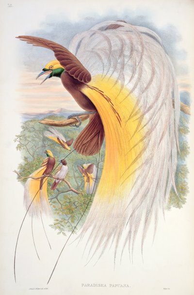 Bird of Paradise, fra "Birds of New Guinea" av John Gould