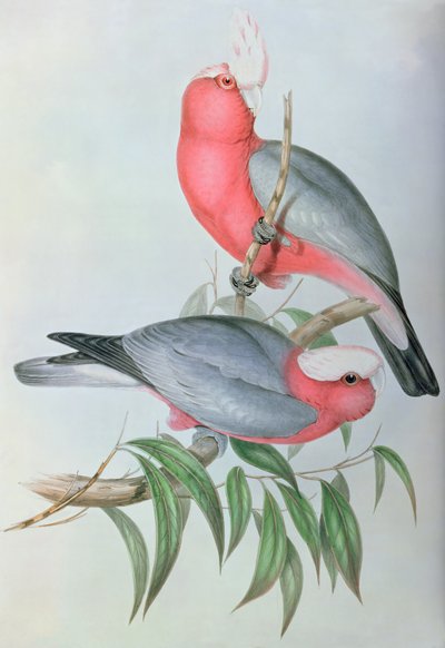 Fugler i Asia av John Gould