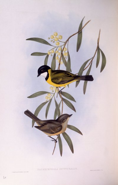 Black-tailed whistler (Pachycephala melanura), Gravering av John Gould av John Gould