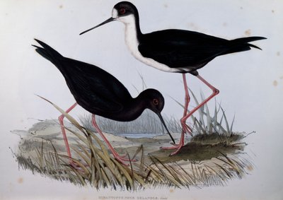 Black Stilt (Himantopus novaezelandiae), gravering fra Birds of Australia av John Gould