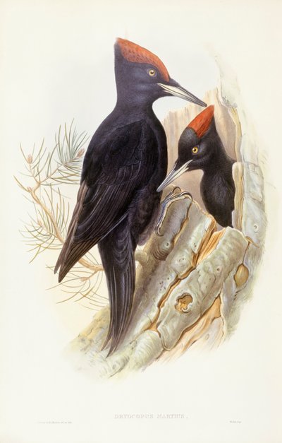 Svart hakkespett (Dryocopus martius), Gravering av John Gould av John Gould
