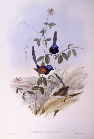 Blåbrystet elver (Malurus pulcherrimus), Gravering av John Gould av John Gould