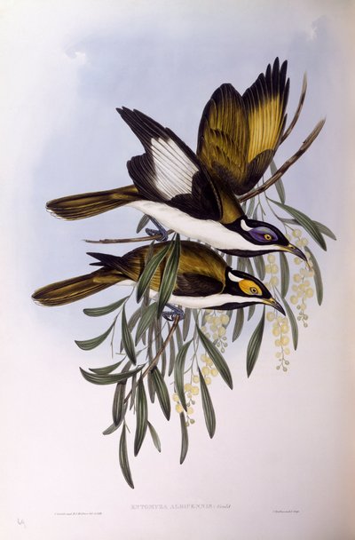 Honningeter med blå ansikt (Entomyzon cyanotis), Gravering av John Gould av John Gould