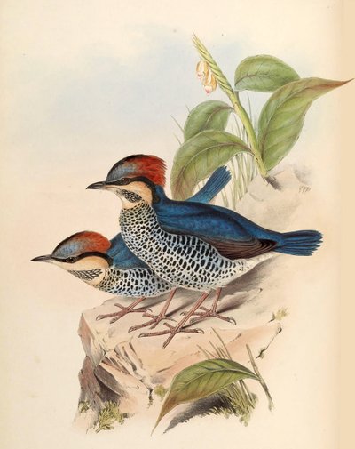 Blå Pitta Pitta cyanea Blyth av John Gould