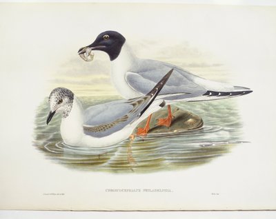 Bonapartes måke (Larus philadelphia), illustrasjon av John Gould