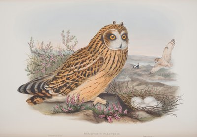 Brachyotus Palustris, plate fra The Birds of Great Britain av John Gould, utgitt 1862-73 (håndfarget lito) av John Gould