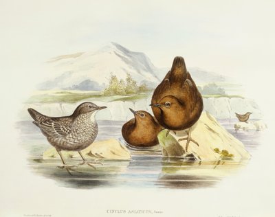 Brun dipper (Cinclus pallasii), Gravering av John Gould av John Gould