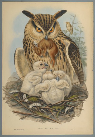 Bubo Maximus: Owl (fargelitho på vevd papir) av John Gould