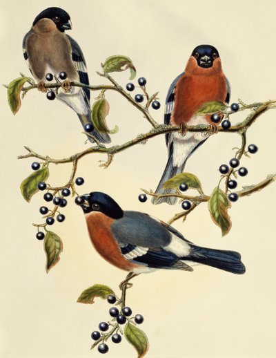 Bullfinch (Pyrrhula pyrrhula), gravering av John Gould (1804-1881). Storbritannia av John Gould