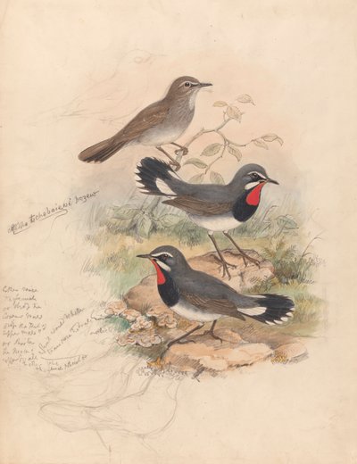 Calliope Tschebaiewi, Prjev. av John Gould
