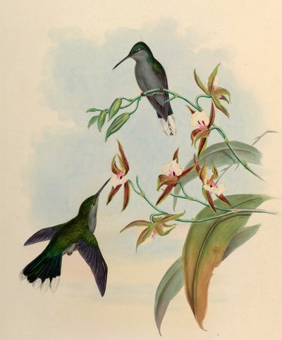 Campylopterus latipennis = Campylopterus largipennis av John Gould