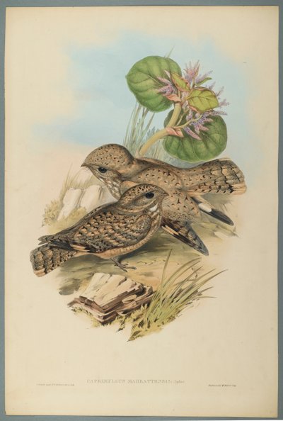 Caprimulgus Mahrattensis, Nightjar (fargelitho på vevd papir) av John Gould