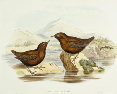 Kragespurvehauk (Accipiter cirrocephalus), Gravering av John Gould av John Gould