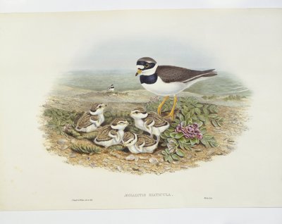Vanlig ringhøne (Charadrius hiaticula), illustrasjon av John Gould