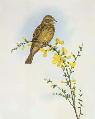 Maisspurv (Miliaria o Emberiza calandra), Gravering av John Gould av John Gould