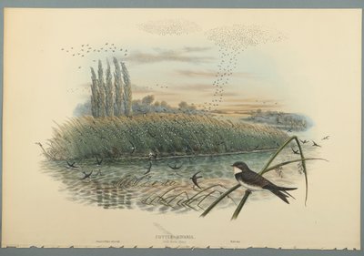 Cotyle Riparia (fargelitho på vevd papir) av John Gould