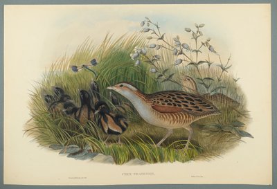 Crex Pratensis - Landrail eller Corn Crane (fargelitho på vevd papir) av John Gould