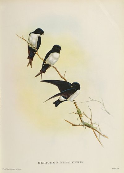 Delichon nipalensis, fra 