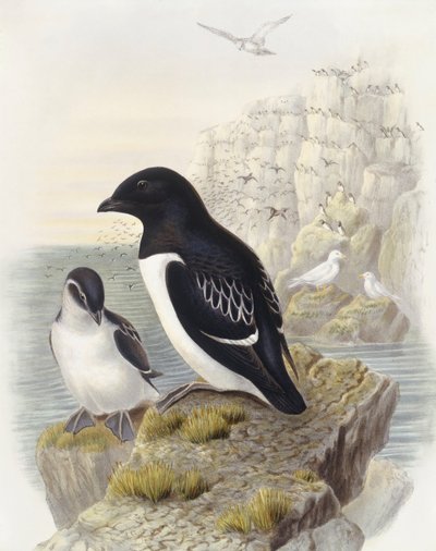 Dovekie (Alle alle), Gravering av John Gould av John Gould