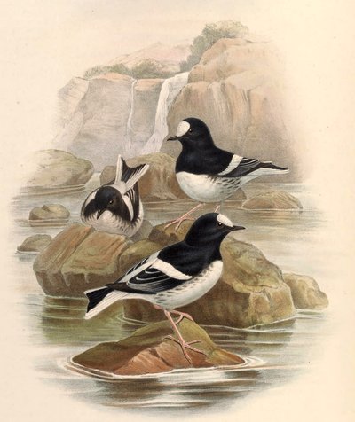 Enicurus scouleri av John Gould