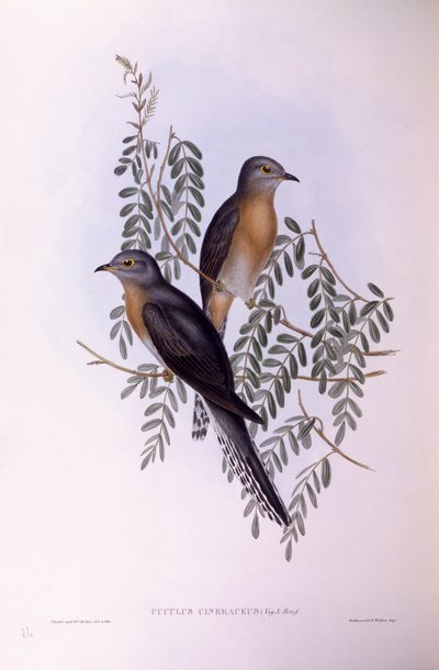 Viftehalegjøk (Cacomantis flabelliformis), Gravering av John Gould av John Gould