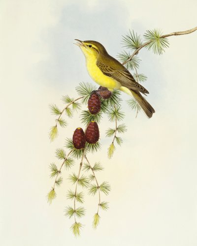 Fluesnapper (Ficedula hypolaris), Gravering av John Gould av John Gould