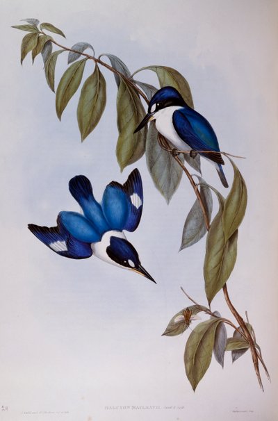 Forest Kingfisher (Halcyon Macleay), gravering fra Birds of Australia av John Gould