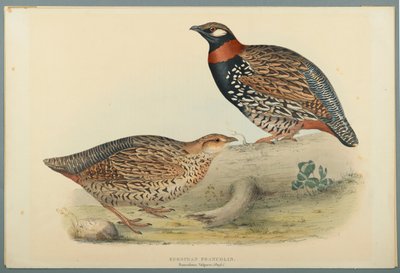Francolinus Vulgaris (Briss): Europeisk Francolin (farge litho på vevd papir) av John Gould