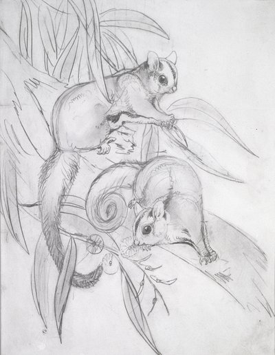 Glidende possums (blyant) av John Gould