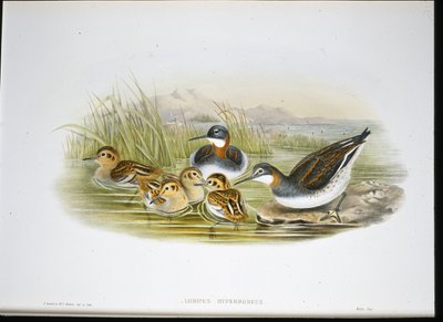Glanset Ibis (Falcinellus Igneus) (håndfarget litho) av John Gould