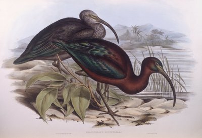 Glanset ibis (Plegadis falcinellus), Gravering av John Gould av John Gould