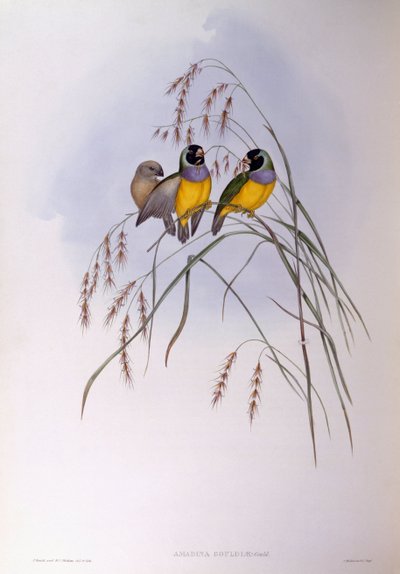 Gouldian fink (Chloebia eller Erythrura gouldiae), Gravering av John Gould av John Gould