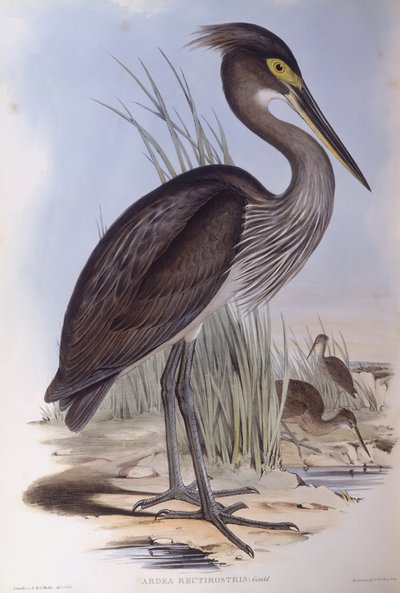 Stornebbhegre (Ardea sumatrana), Gravering av John Gould av John Gould