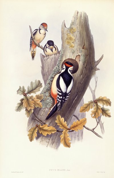Flott hakkespett (Dendrocopos major), Gravering av John Gould av John Gould