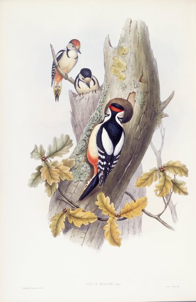 Flott hakkespett (Dendrocopos major), Gravering av John Gould av John Gould