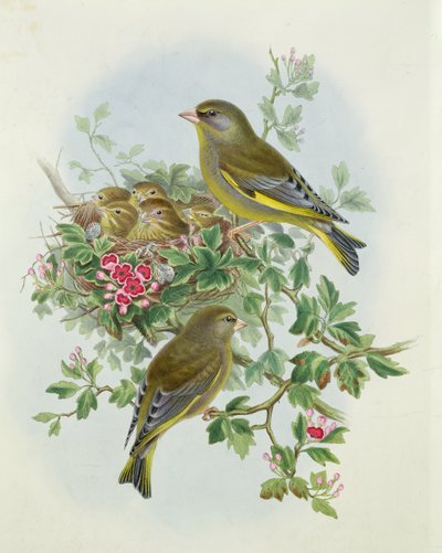 Greenfinch, 1873 (wc, blyant på papir) av John Gould