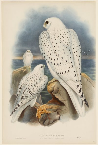 av John Gould