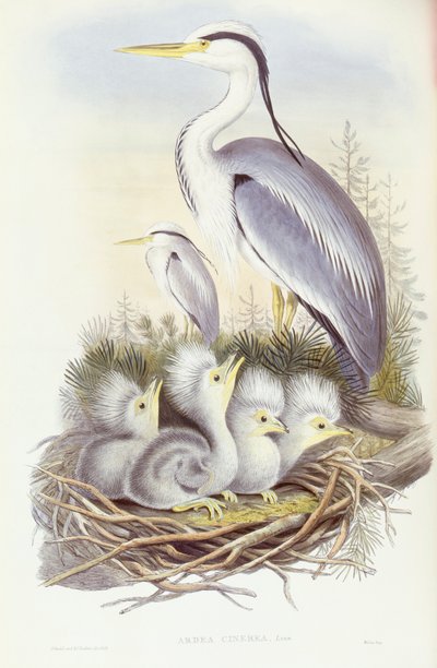 Gråhegre (Ardea cinerea), Gravering av John Gould av John Gould